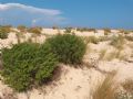 Thymelaea hirsuta
